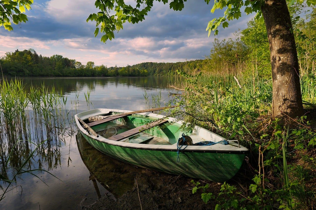 Jutranja sprehod skozi borovi gozd